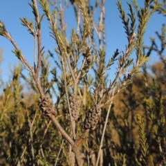 Melaleuca parvistaminea (Small-flowered Honey-myrtle) at Greenway, ACT - 17 Jul 2018 by michaelb