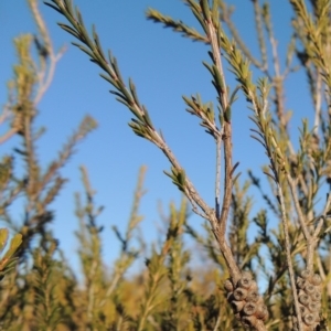 Melaleuca parvistaminea at Greenway, ACT - 17 Jul 2018 05:36 PM