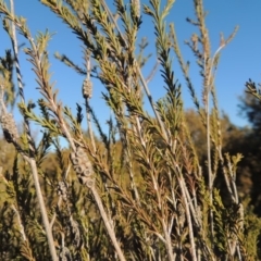 Melaleuca parvistaminea at Greenway, ACT - 17 Jul 2018 05:36 PM