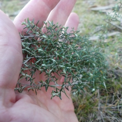 Chrysocephalum semipapposum (Clustered Everlasting) at Mount Ainslie - 27 Jul 2018 by WalterEgo