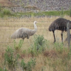 Dromaius novaehollandiae (Emu) at Corrowong, NSW - 25 Jan 2016 by BlackFlat