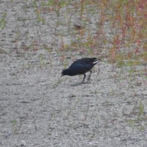 Gallinula tenebrosa at Tharwa, ACT - 22 Apr 2018 07:08 AM