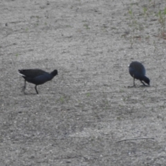 Gallinula tenebrosa at Tharwa, ACT - 22 Apr 2018