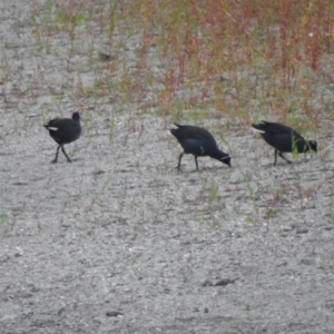 Gallinula tenebrosa at Tharwa, ACT - 22 Apr 2018 07:08 AM