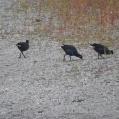 Gallinula tenebrosa at Tharwa, ACT - 22 Apr 2018