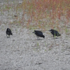 Gallinula tenebrosa at Tharwa, ACT - 22 Apr 2018