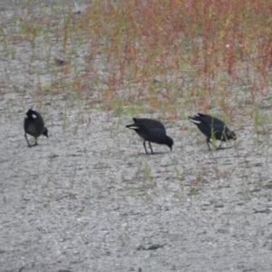 Gallinula tenebrosa at Tharwa, ACT - 22 Apr 2018 07:08 AM