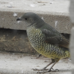 Ptilonorhynchus violaceus at Fadden, ACT - 28 Jul 2018 03:25 PM