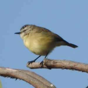 Acanthiza chrysorrhoa at Majura, ACT - 23 Apr 2018 08:40 AM