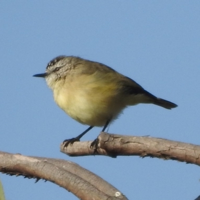 Acanthiza chrysorrhoa (Yellow-rumped Thornbill) at Majura, ACT - 22 Apr 2018 by YumiCallaway