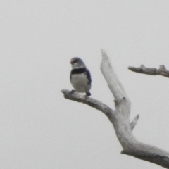 Stagonopleura guttata (Diamond Firetail) at Paddys River, ACT - 22 Apr 2018 by YumiCallaway