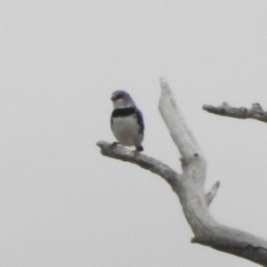 Stagonopleura guttata at Paddys River, ACT - 22 Apr 2018