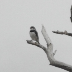 Stagonopleura guttata at Paddys River, ACT - suppressed