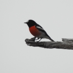 Petroica boodang (Scarlet Robin) at Paddys River, ACT - 21 Apr 2018 by YumiCallaway