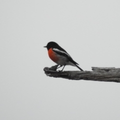 Petroica boodang at Paddys River, ACT - 22 Apr 2018 08:53 AM