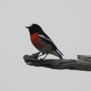 Petroica boodang at Paddys River, ACT - 22 Apr 2018 08:53 AM