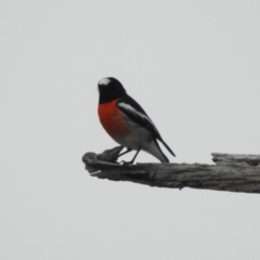 Petroica boodang at Paddys River, ACT - 22 Apr 2018 08:53 AM