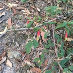 Correa reflexa var. speciosa at Conjola, NSW - 28 Jul 2018 by Margieras