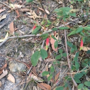 Correa reflexa var. speciosa at Conjola, NSW - 28 Jul 2018 04:44 PM