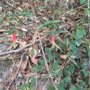 Correa reflexa var. speciosa at Conjola, NSW - 28 Jul 2018