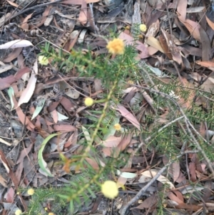Acacia ulicifolia at Conjola, NSW - 4 Aug 2018