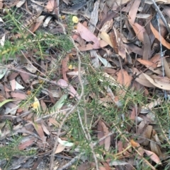 Acacia ulicifolia at Conjola, NSW - 4 Aug 2018