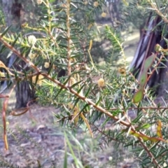 Acacia ulicifolia at Conjola, NSW - 4 Aug 2018 02:06 PM