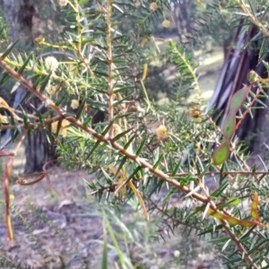 Acacia ulicifolia at Conjola, NSW - 4 Aug 2018