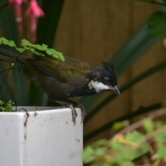 Psophodes olivaceus (Eastern Whipbird) at Undefined - 1 Mar 2018 by Jorj