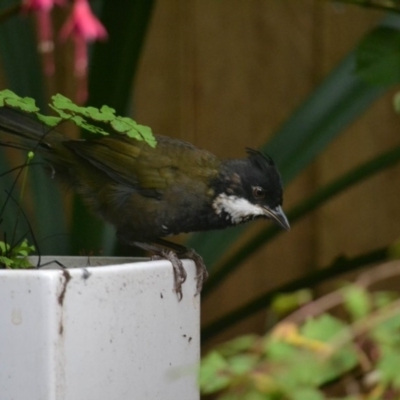 Psophodes olivaceus (Eastern Whipbird) at Undefined - 1 Mar 2018 by Jorj