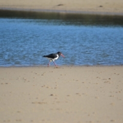 Haematopus longirostris (Australian Pied Oystercatcher) at Undefined - 24 Mar 2018 by Jorj