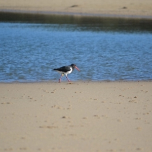 Haematopus longirostris at undefined - 24 Mar 2018