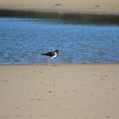 Haematopus longirostris (Australian Pied Oystercatcher) at Undefined - 24 Mar 2018 by Jorj