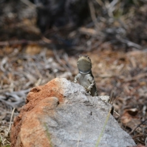 Amphibolurus muricatus at undefined - 10 Feb 2018