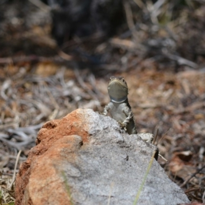Amphibolurus muricatus (Jacky Lizard) at Undefined - 10 Feb 2018 by Jorj