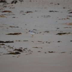 Charadrius rubricollis (Hooded Plover) at Undefined - 6 Feb 2018 by Jorj