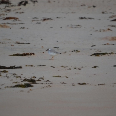 Charadrius rubricollis (Hooded Plover) at Undefined - 5 Feb 2018 by Jorj