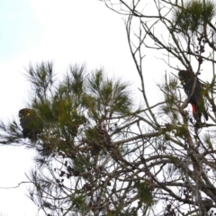 Calyptorhynchus lathami lathami (Glossy Black-Cockatoo) at Undefined - 27 May 2018 by Jorj