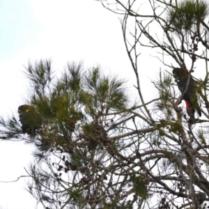Calyptorhynchus lathami lathami at undefined - suppressed