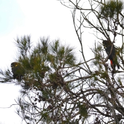 Calyptorhynchus lathami (Glossy Black-Cockatoo) at Undefined - 27 May 2018 by Jorj