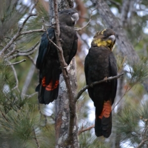 Calyptorhynchus lathami lathami at undefined - 28 Jul 2018