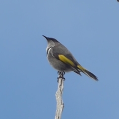 Phylidonyris pyrrhopterus (Crescent Honeyeater) at Block 402 - 23 Jul 2018 by Christine