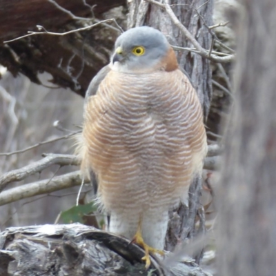 Accipiter cirrocephalus (Collared Sparrowhawk) at Block 402 - 23 Jul 2018 by Christine