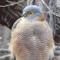 Accipiter cirrocephalus at Stromlo, ACT - 23 Jul 2018