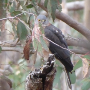 Tachyspiza cirrocephala at Stromlo, ACT - 23 Jul 2018