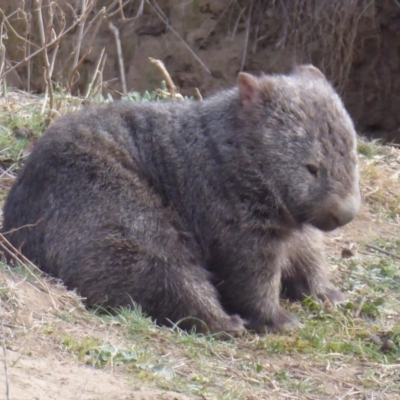 Vombatus ursinus (Common wombat, Bare-nosed Wombat) at Uriarra Recreation Reserve - 27 Jul 2018 by Christine