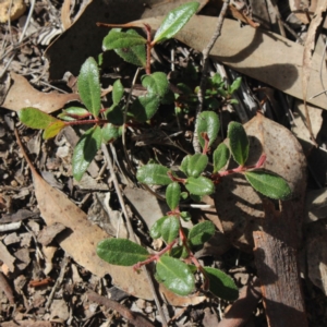 Eucalyptus macrorhyncha at Gundaroo, NSW - 23 Jul 2018 01:43 PM