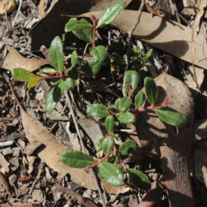 Eucalyptus macrorhyncha at Gundaroo, NSW - 23 Jul 2018