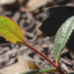 Eucalyptus macrorhyncha at Gundaroo, NSW - 23 Jul 2018 01:43 PM