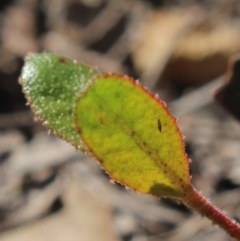 Eucalyptus macrorhyncha at Gundaroo, NSW - 23 Jul 2018 01:43 PM